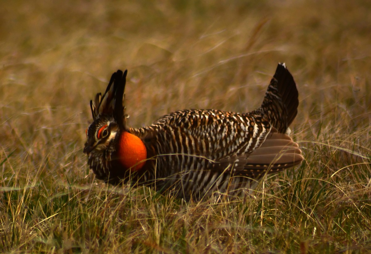 Greater Prairie-Chicken - Mike Ross