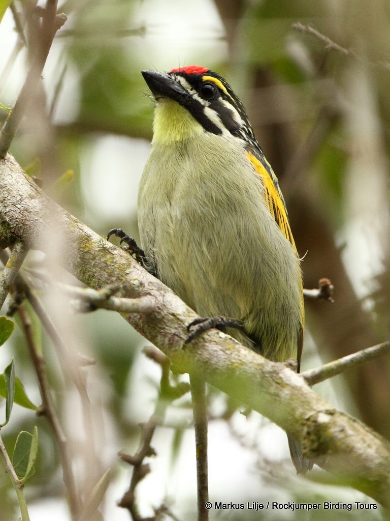 Red-fronted Tinkerbird - ML206157491