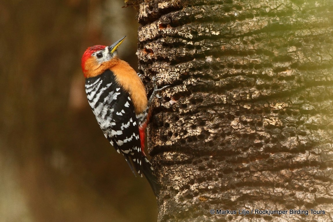 Rufous-bellied Woodpecker - Markus Lilje
