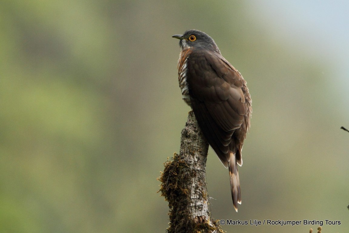 Large Hawk-Cuckoo - Markus Lilje