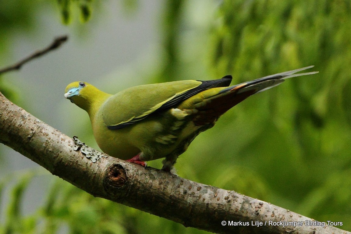 Pin-tailed Green-Pigeon - Markus Lilje