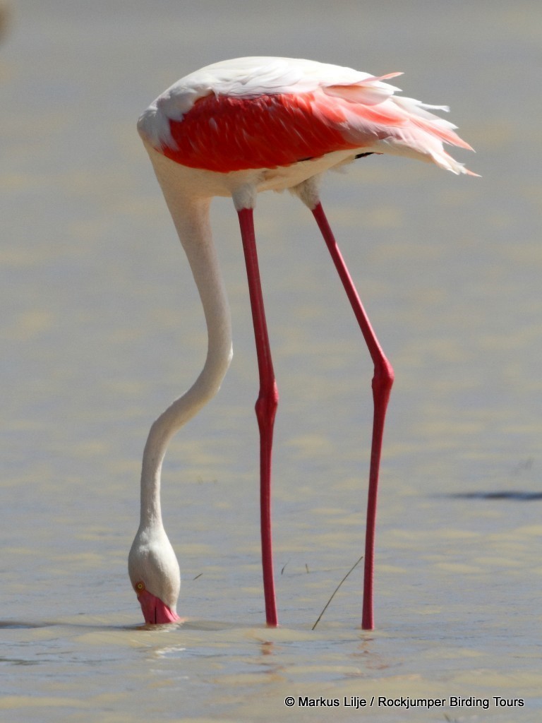 Greater Flamingo - Markus Lilje