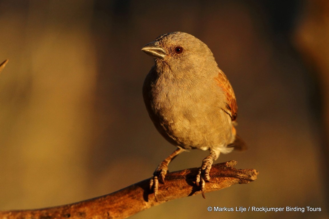 Parrot-billed Sparrow - Markus Lilje