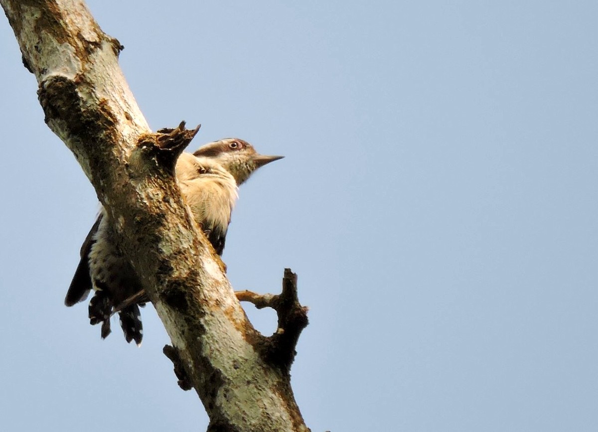 Brown-capped Pygmy Woodpecker - ML206158161