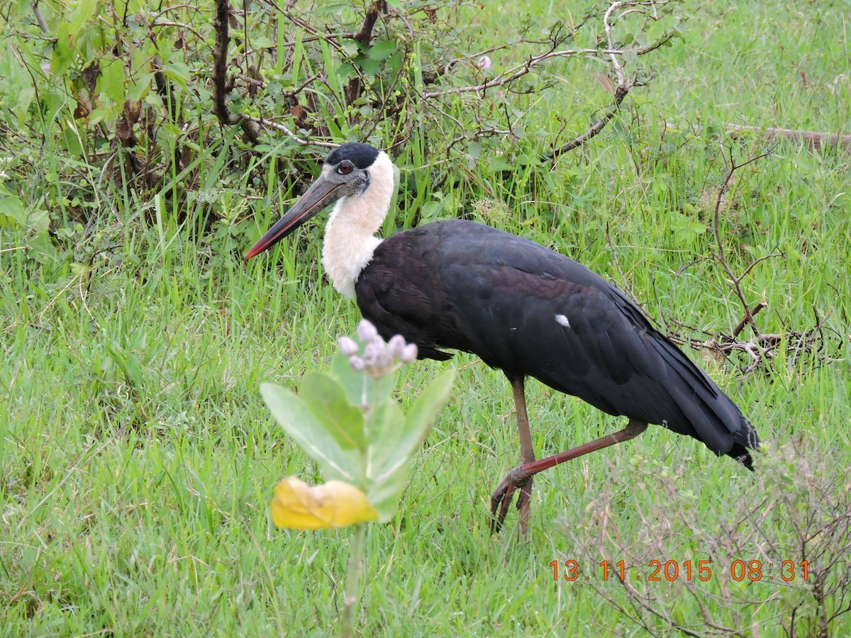 Asian Woolly-necked Stork - Nimali Digo & Thilanka Edirisinghe