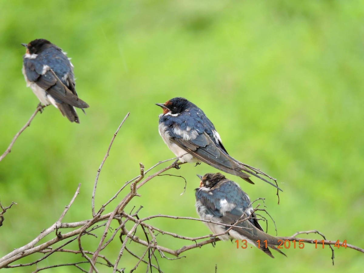Barn Swallow (White-bellied) - ML206158291