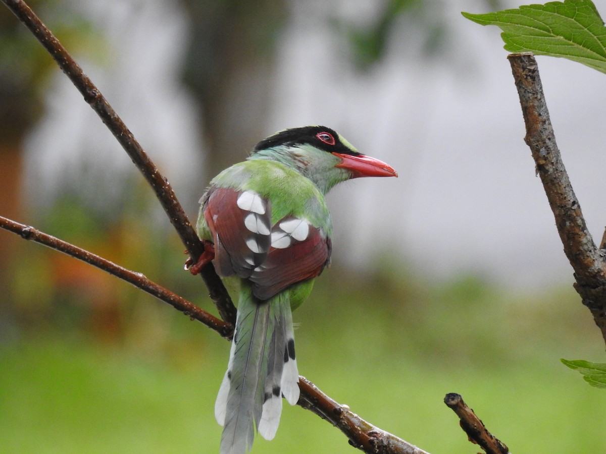 Common Green-Magpie (Common) - Nimali Digo & Thilanka Edirisinghe