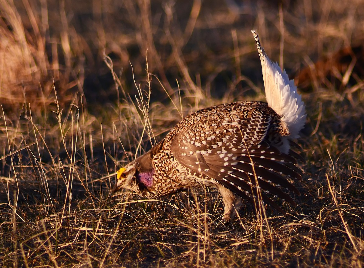 Sharp-tailed Grouse - Mike Ross