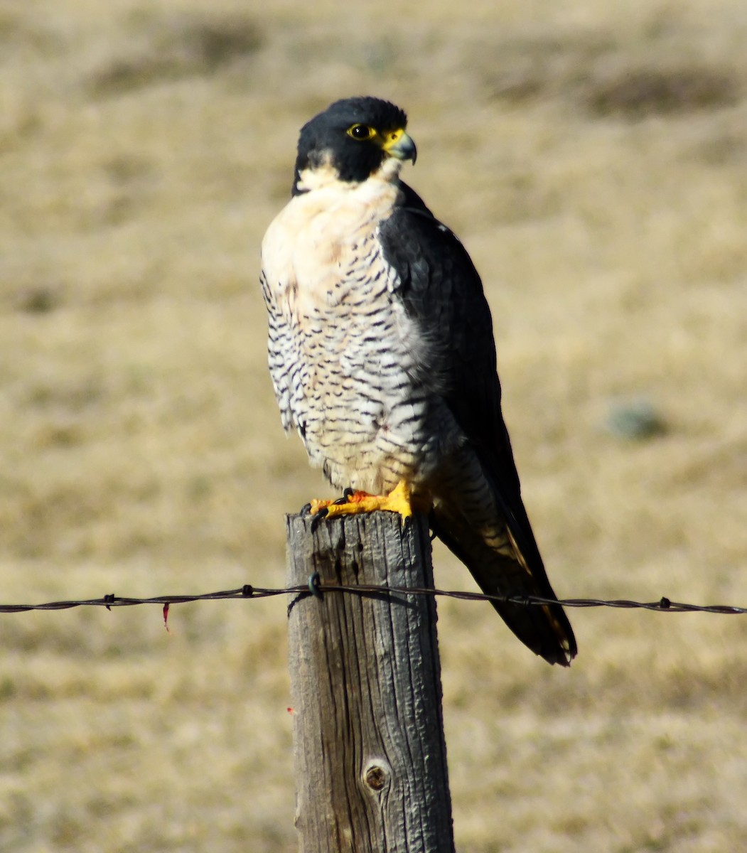 Peregrine Falcon - Mike Ross