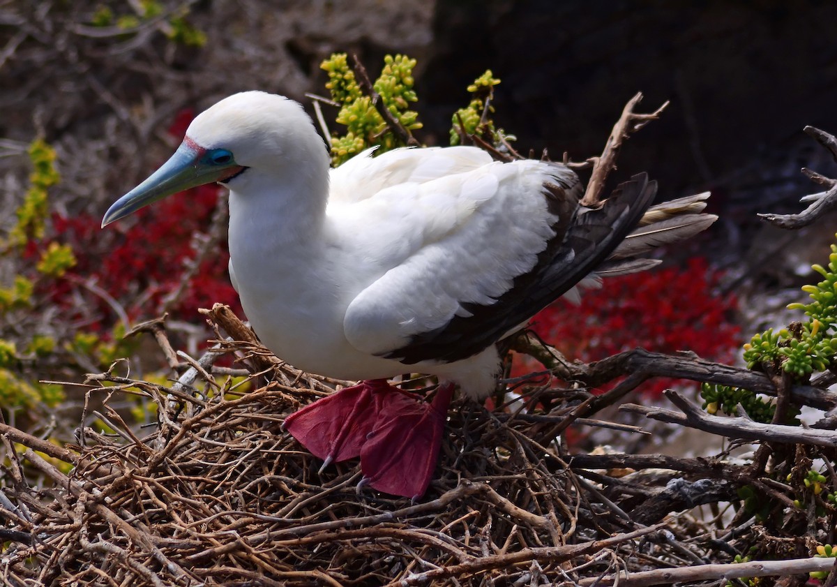 Red-footed Booby (Eastern Pacific) - ML206159061