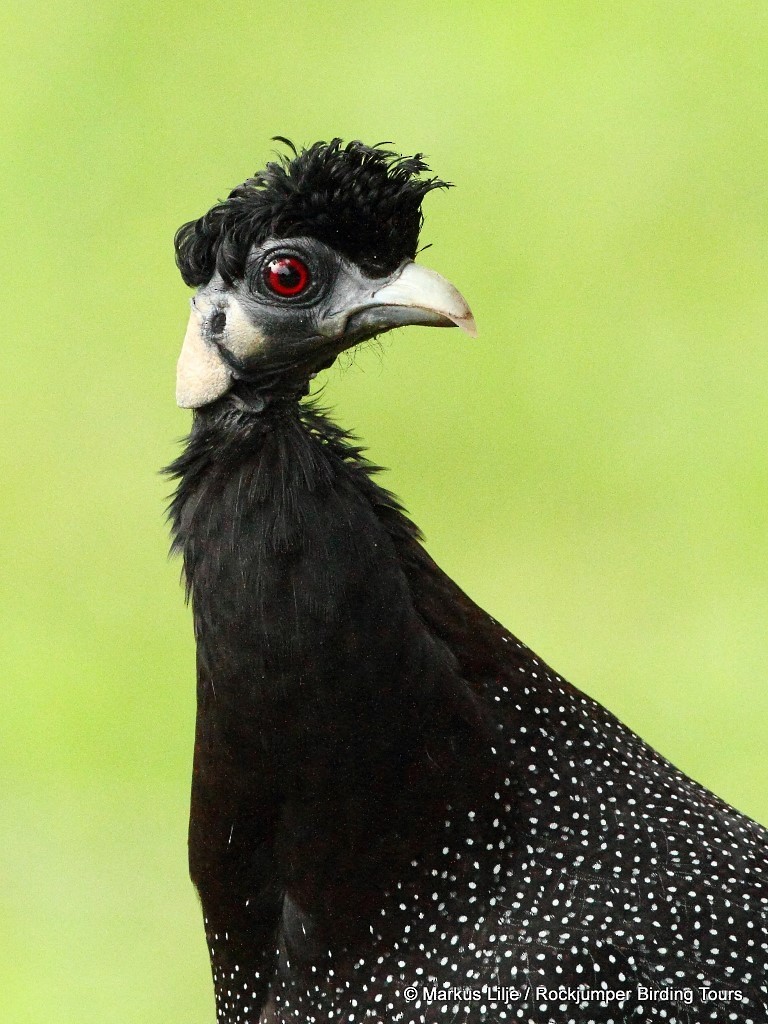 Southern Crested Guineafowl - ML206159121