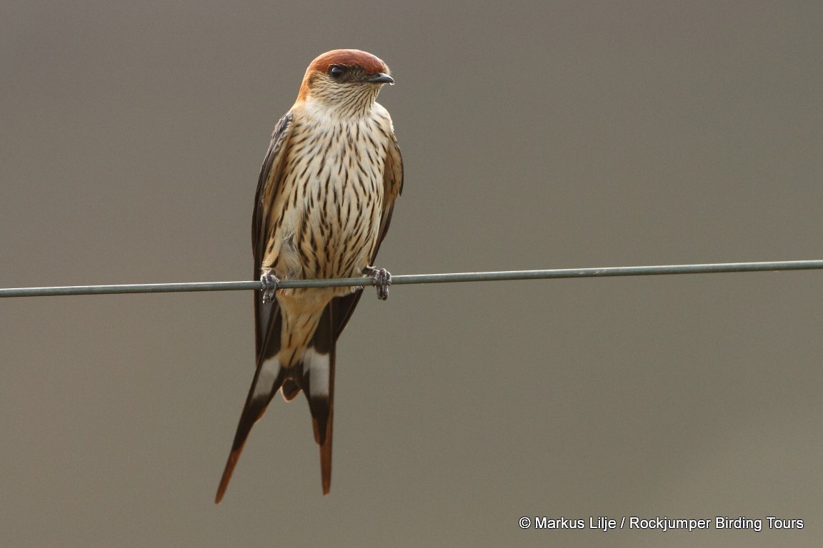 Greater Striped Swallow - ML206159261