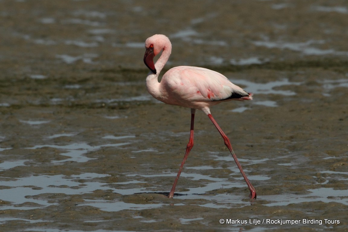 Lesser Flamingo - Markus Lilje