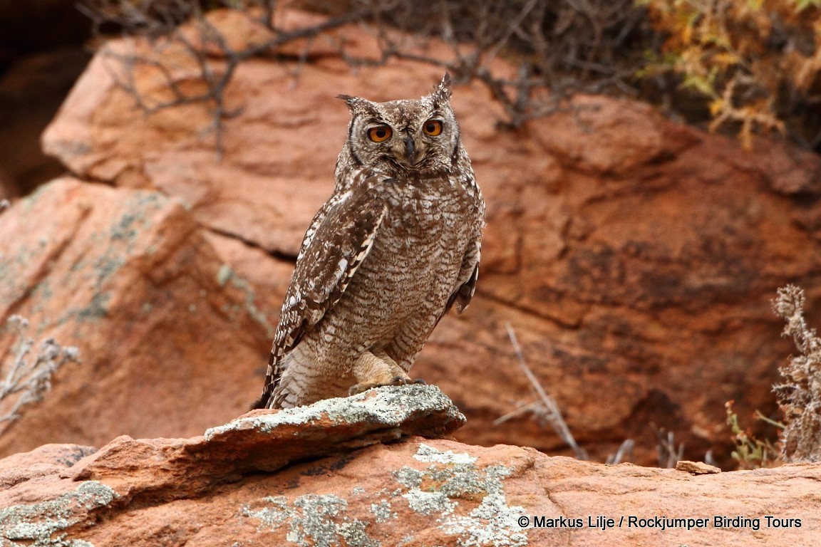 Spotted Eagle-Owl - Markus Lilje