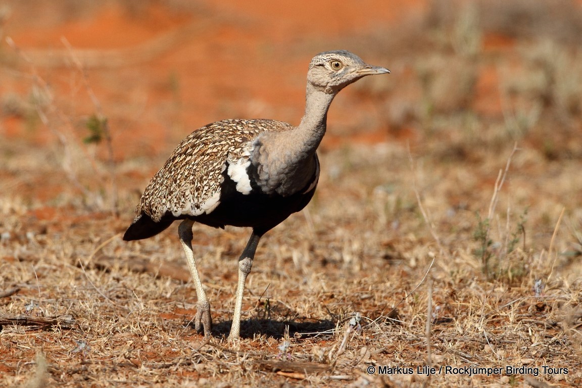 Red-crested Bustard - ML206159491