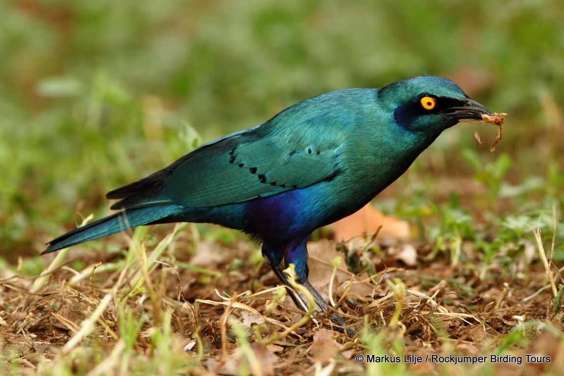 Greater Blue-eared Starling - ML206159541