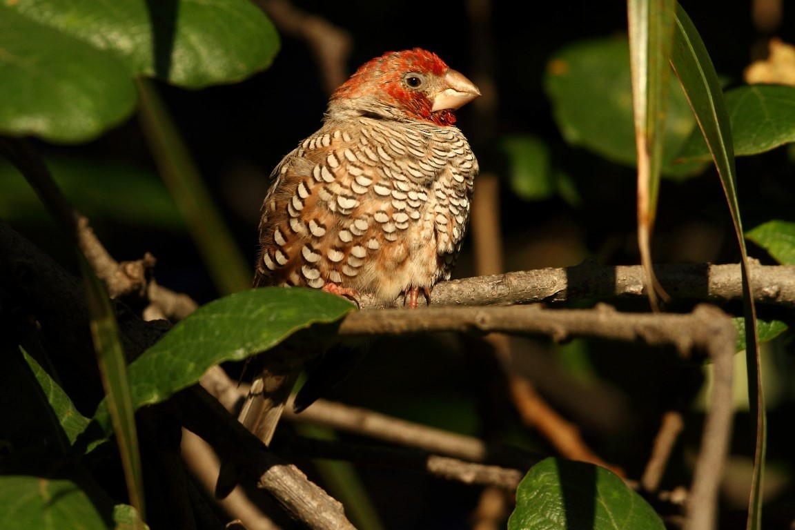 Red-headed Finch - ML206159571