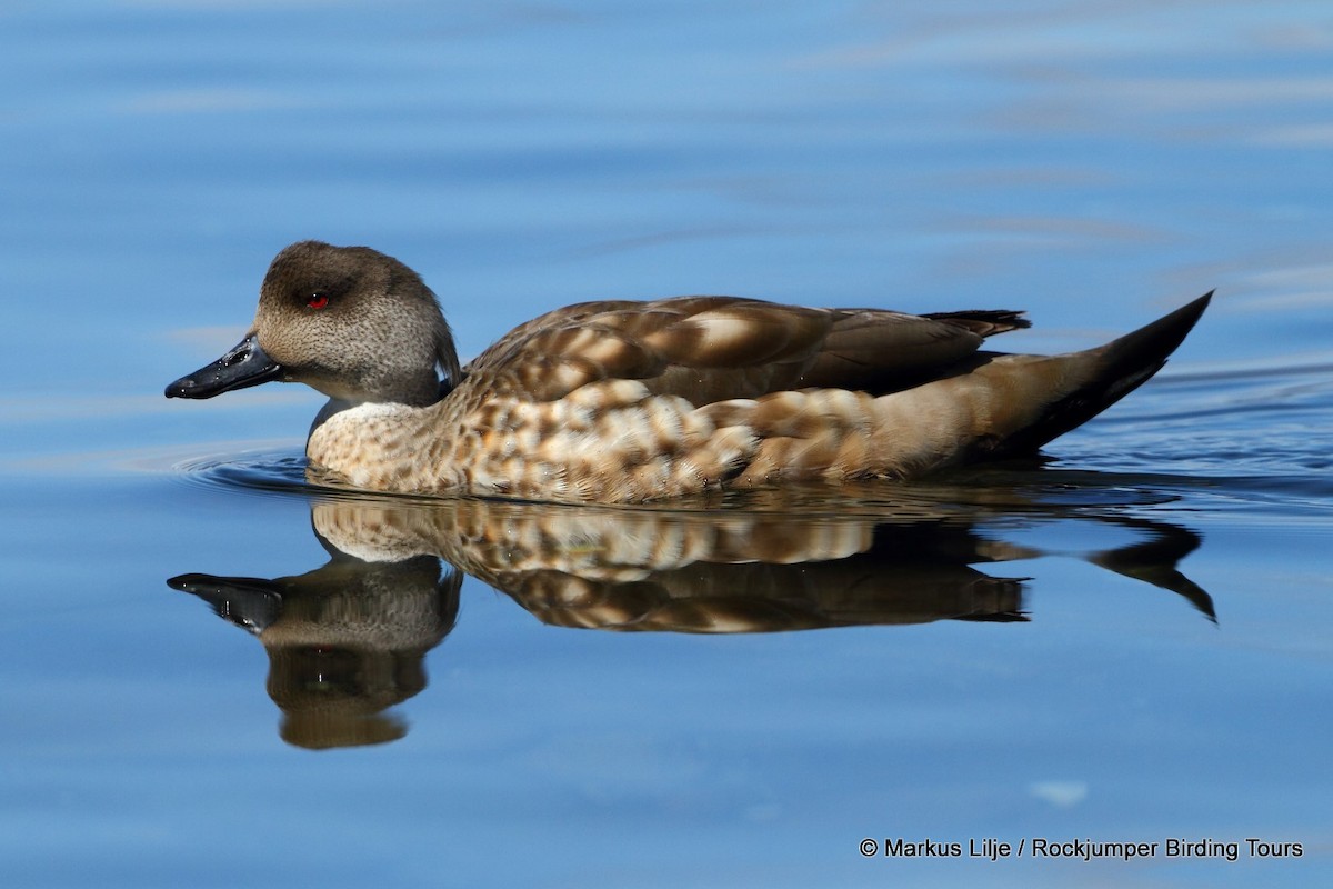 Crested Duck - ML206159631
