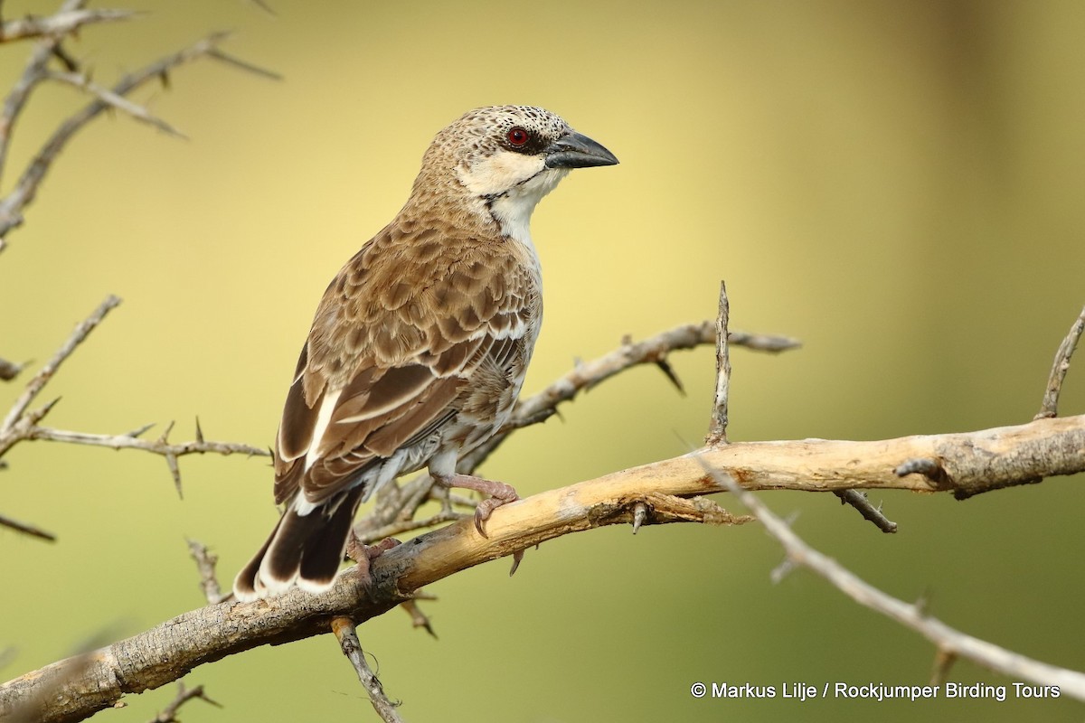 Donaldson Smith's Sparrow-Weaver - Markus Lilje