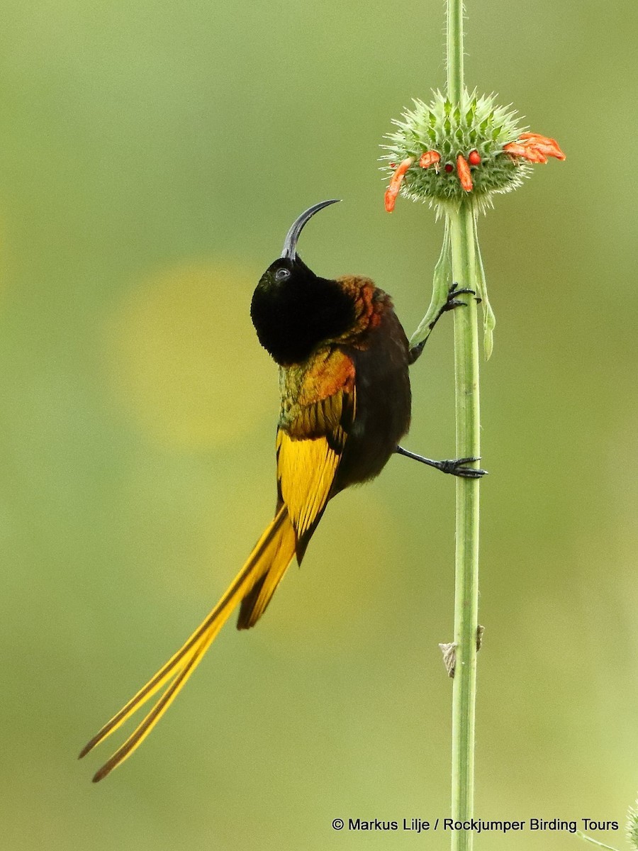 Golden-winged Sunbird - Markus Lilje