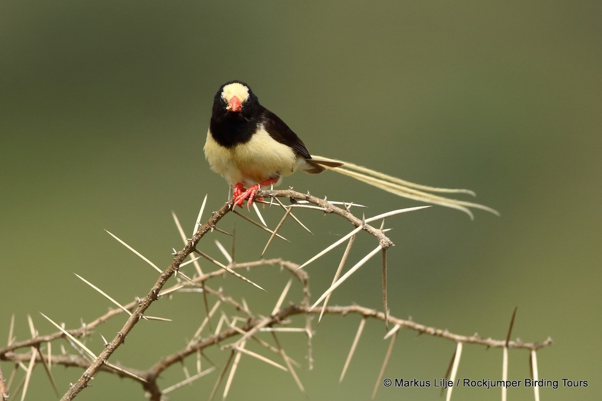 Straw-tailed Whydah - ML206159721