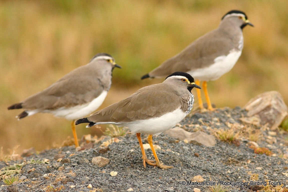 Spot-breasted Lapwing - ML206159971