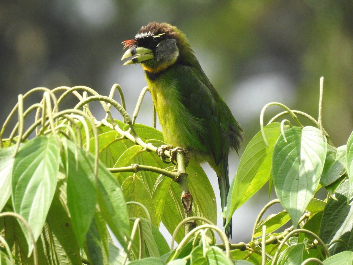 Fire-tufted Barbet - ML206160311