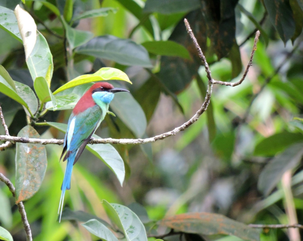 Blue-throated Bee-eater - Nimali Digo & Thilanka Edirisinghe