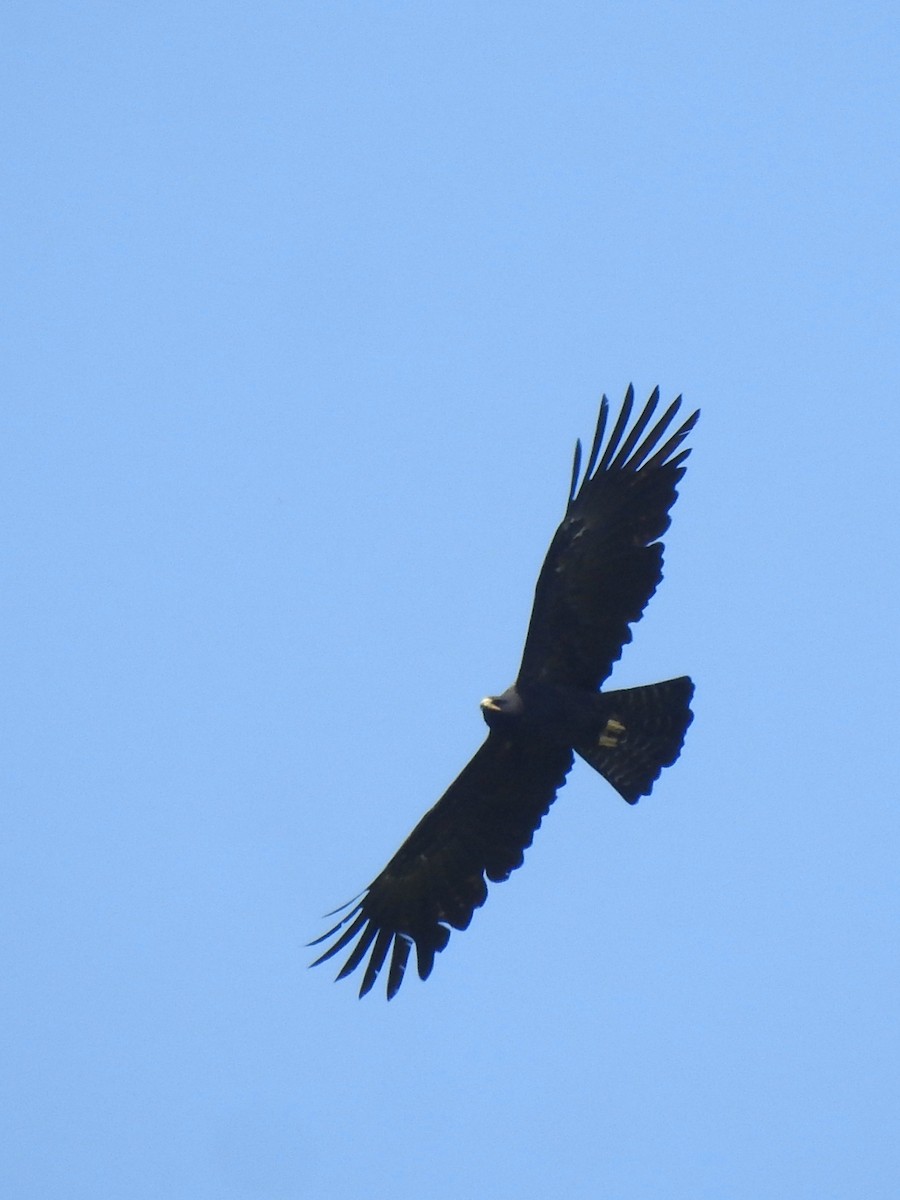 Black Eagle - Nimali Digo & Thilanka Edirisinghe