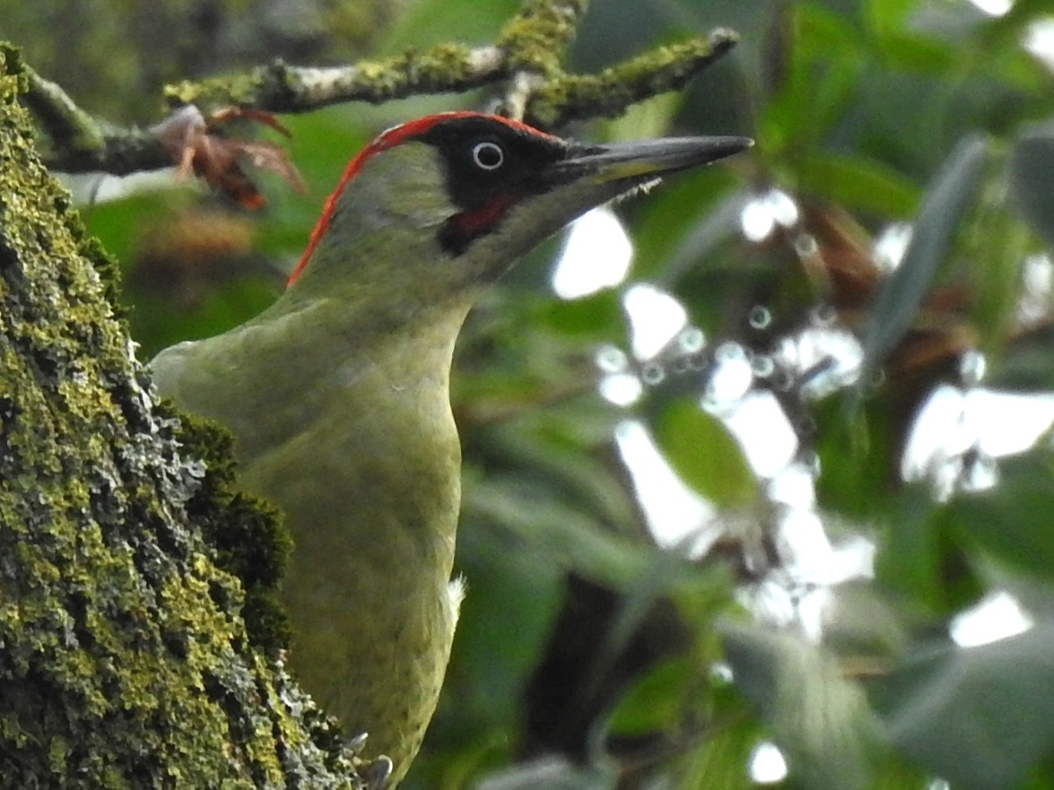 Eurasian Green Woodpecker (Eurasian) - Nimali Digo & Thilanka Edirisinghe
