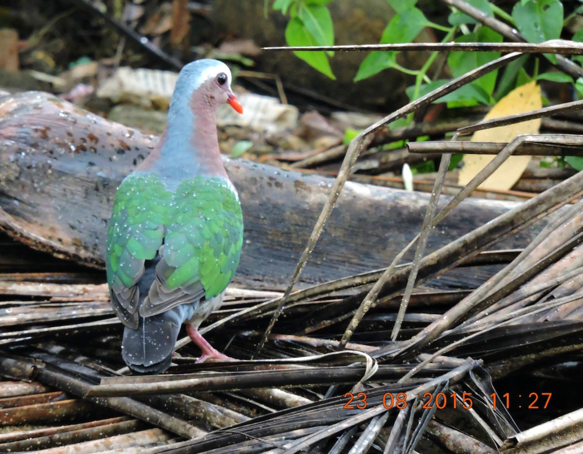 Asian Emerald Dove - Nimali Digo & Thilanka Edirisinghe