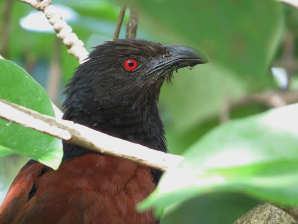 Greater Coucal (Southern) - ML206160741