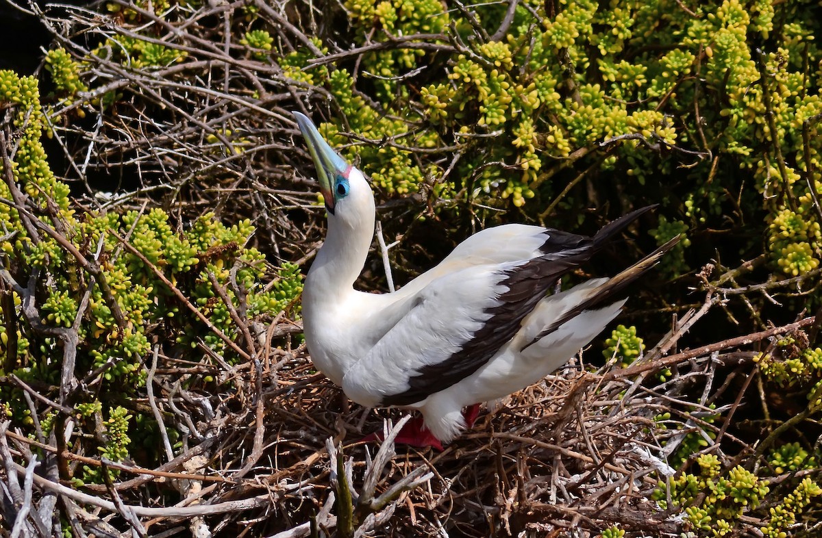 Red-footed Booby (Eastern Pacific) - ML206160821