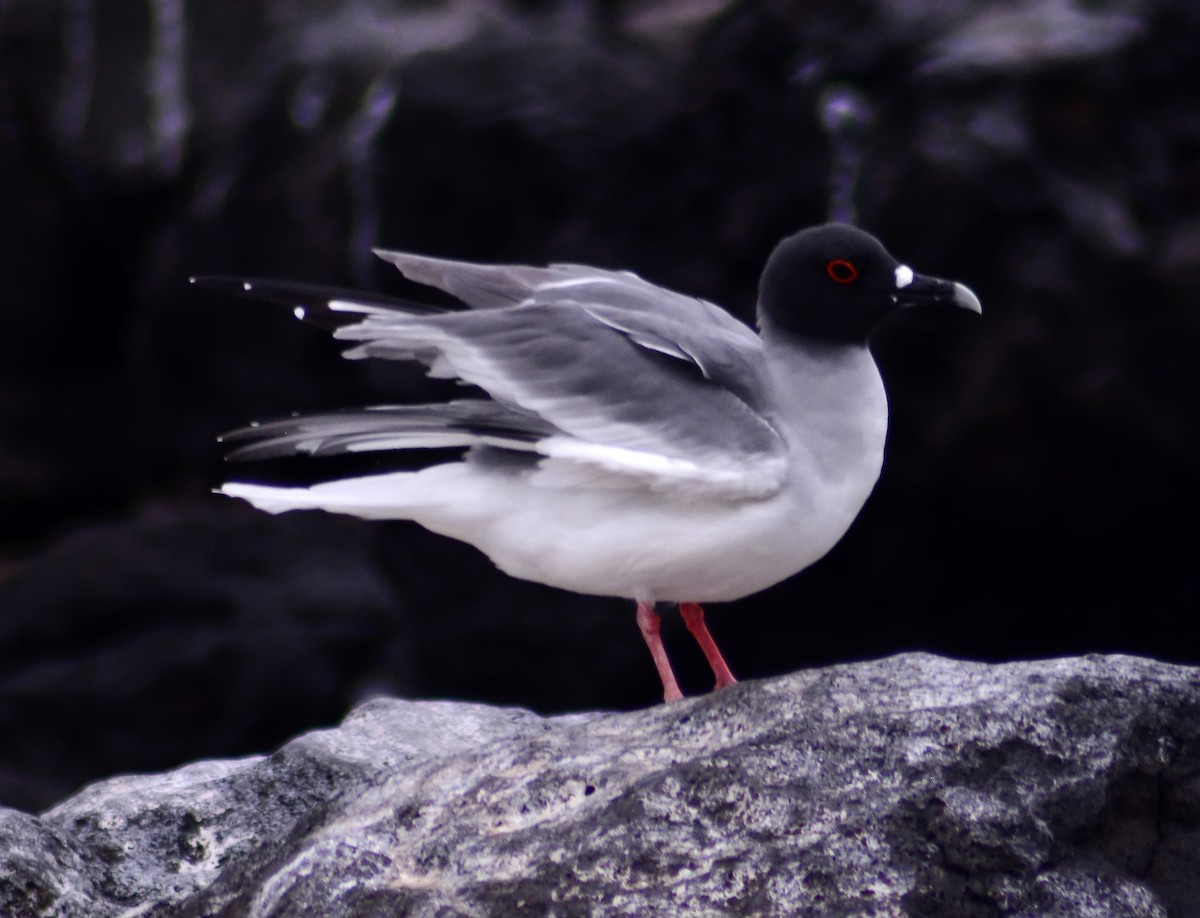 Swallow-tailed Gull - ML206160831