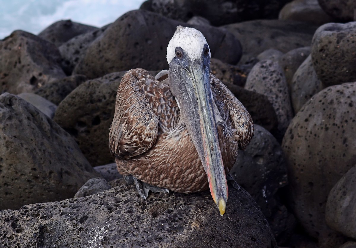 Brown Pelican (Galapagos) - Mike Ross