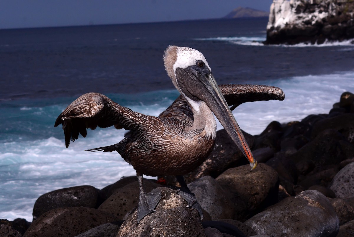 Brown Pelican (Galapagos) - Mike Ross