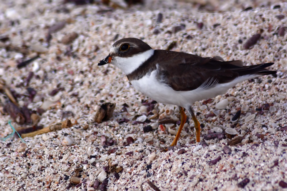 Semipalmated Plover - ML206160971
