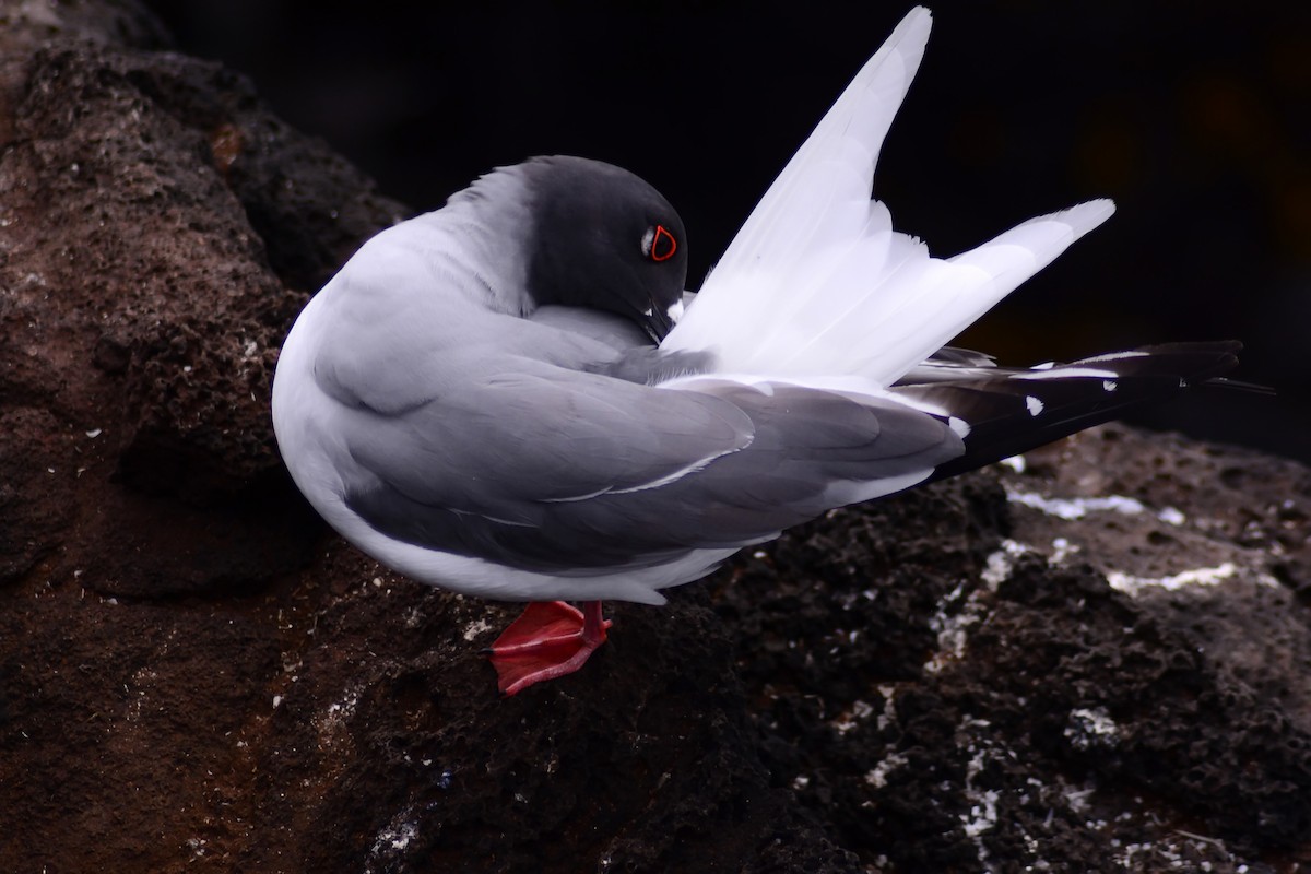 Swallow-tailed Gull - Mike Ross