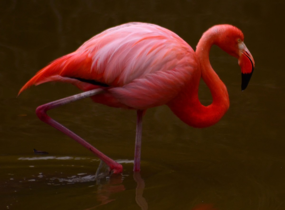 American Flamingo - Mike Ross