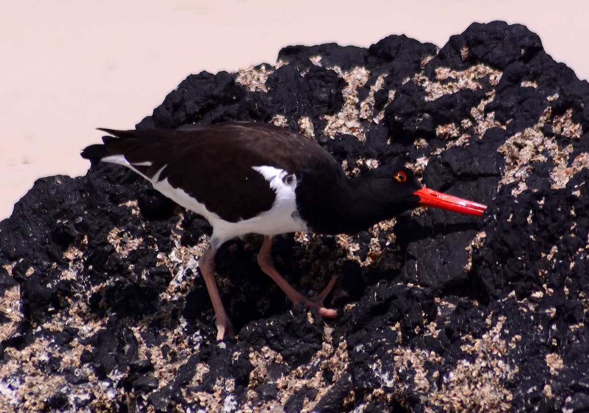 American Oystercatcher - Mike Ross