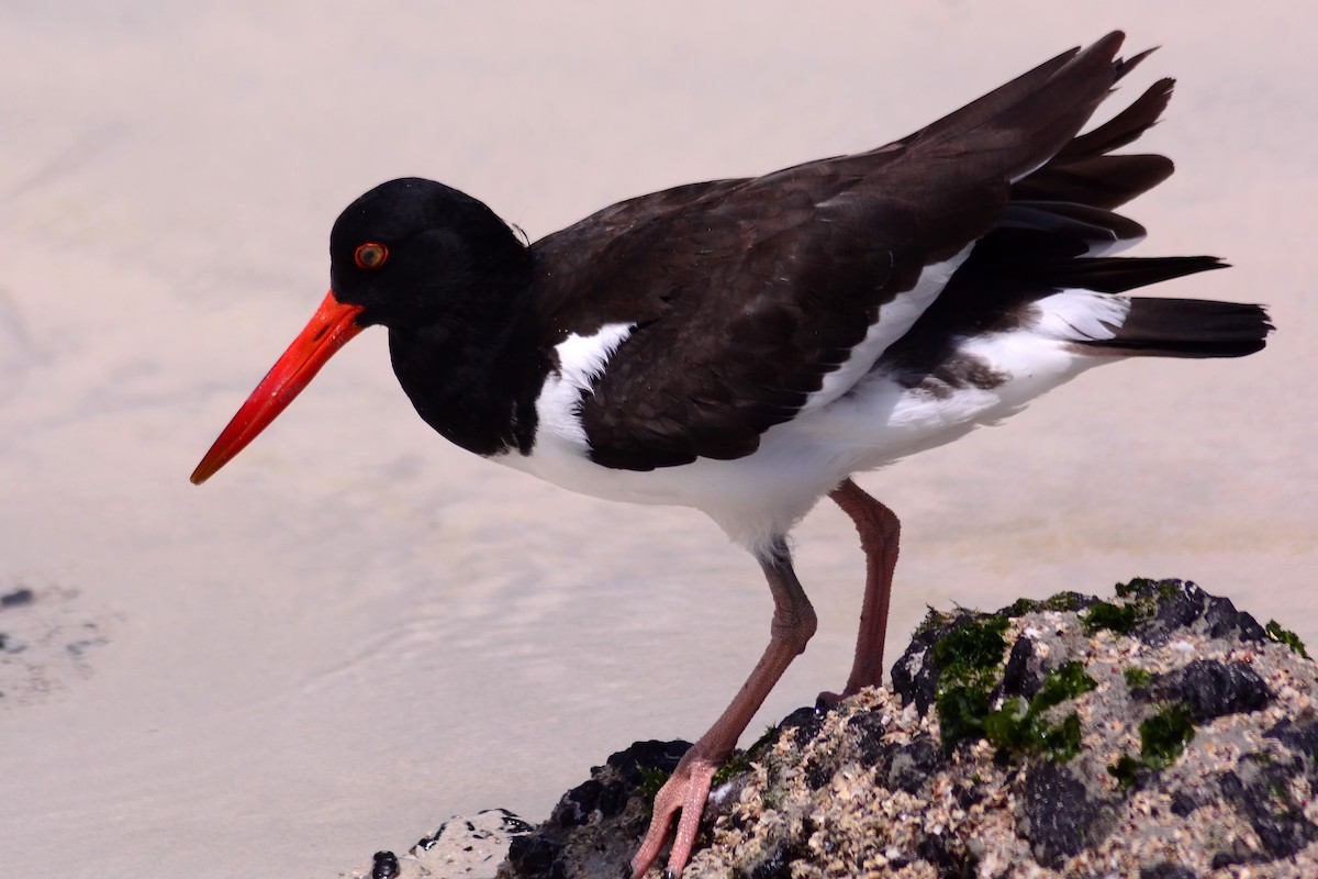 American Oystercatcher - Mike Ross