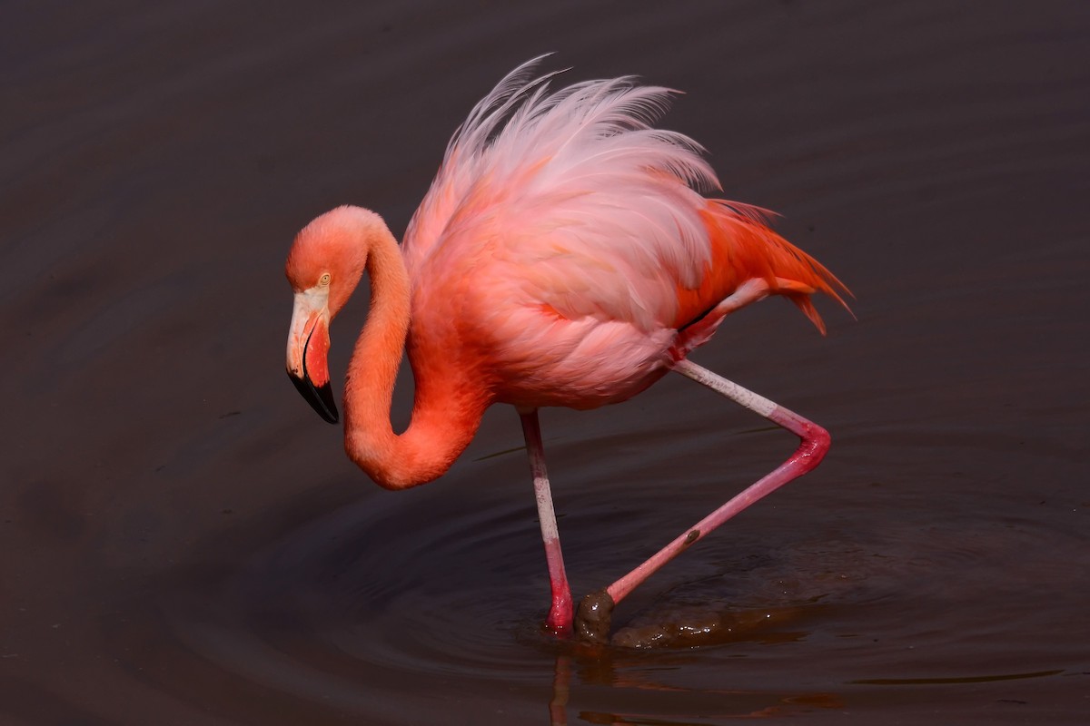 American Flamingo - Mike Ross