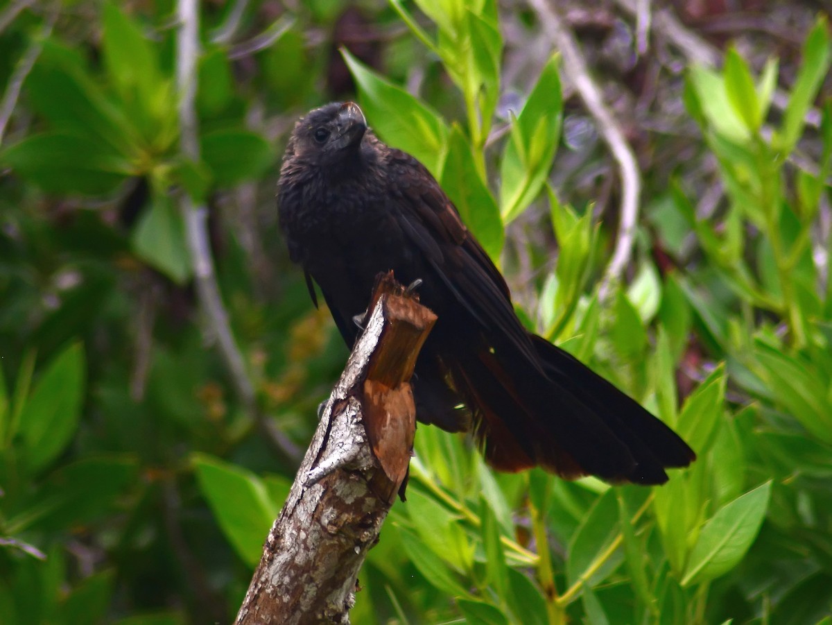 Smooth-billed Ani - Mike Ross