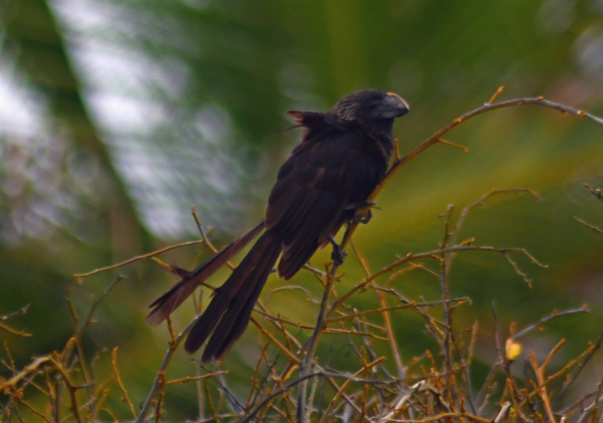 Smooth-billed Ani - Mike Ross