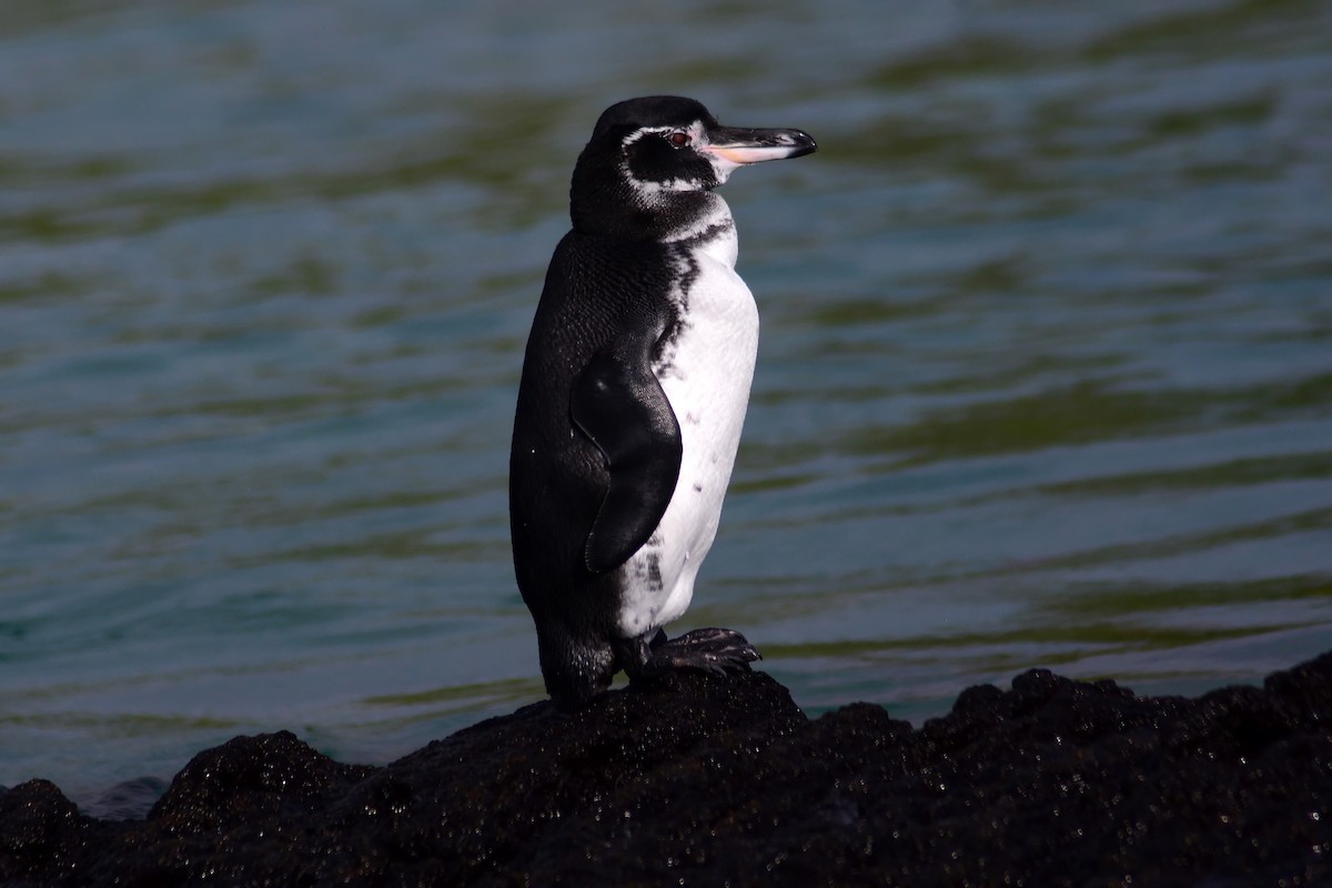 Pingüino de Galápagos - ML206161201