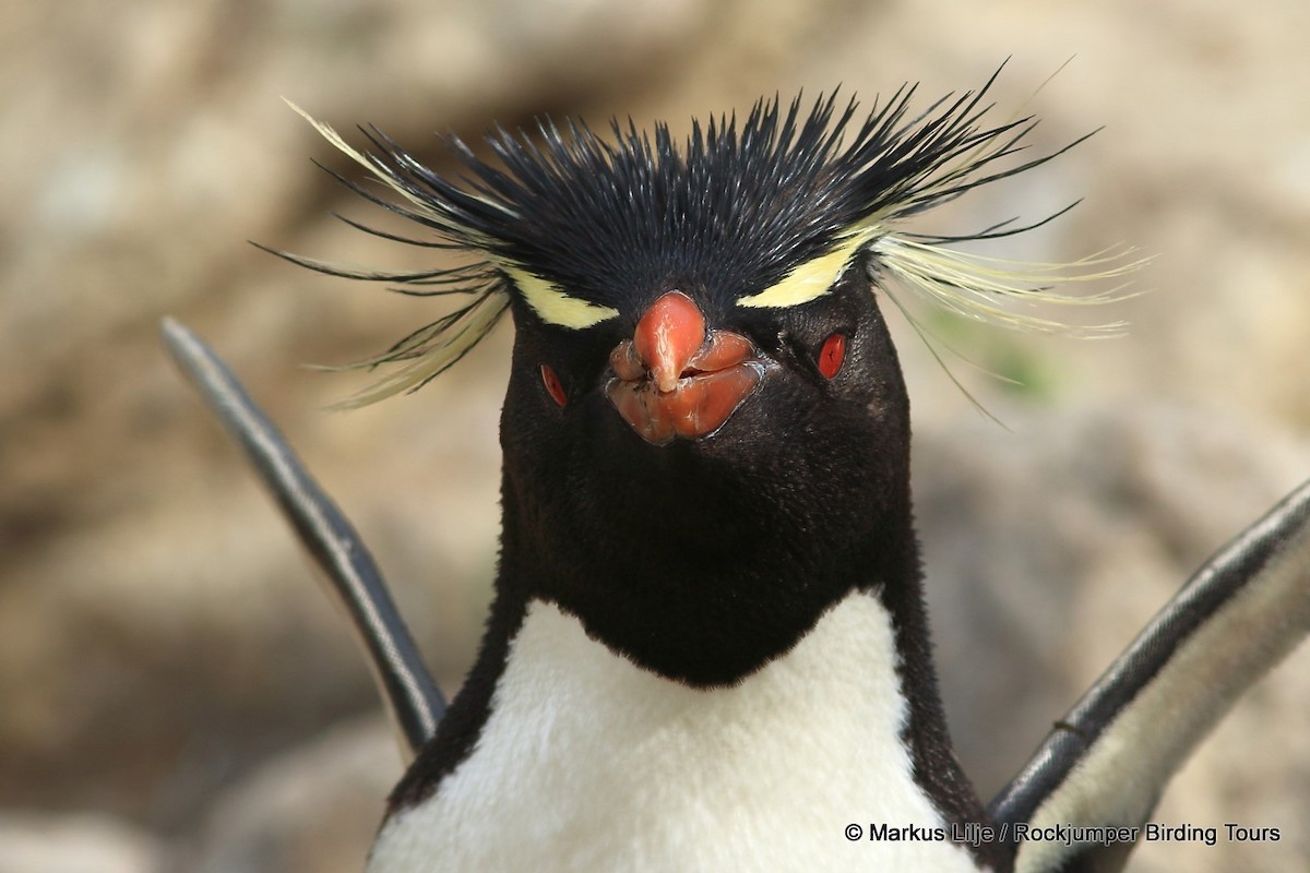 Southern Rockhopper Penguin - Markus Lilje