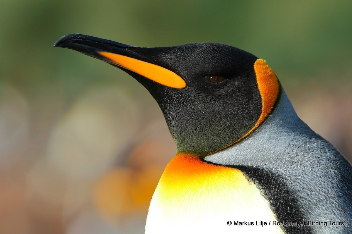 King Penguin - Markus Lilje