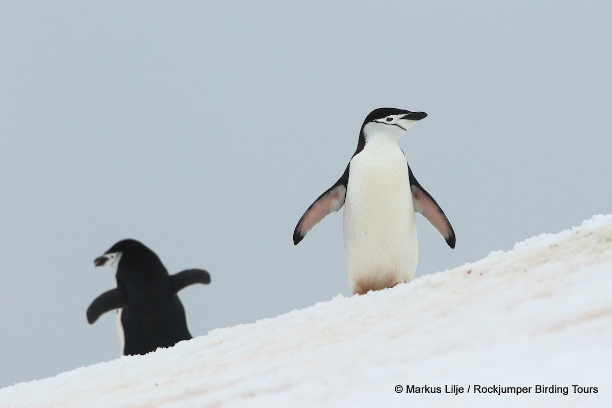Пінгвін антарктичний - ML206161481