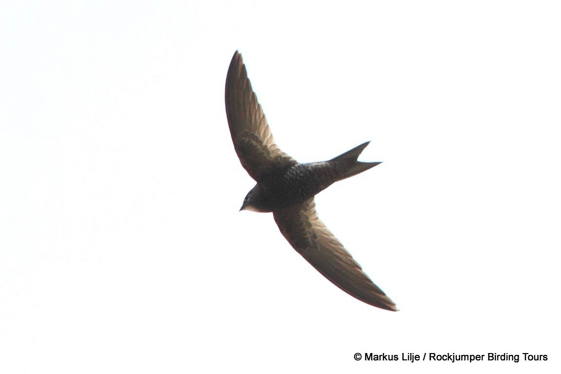 African Swift (African) - ML206161651