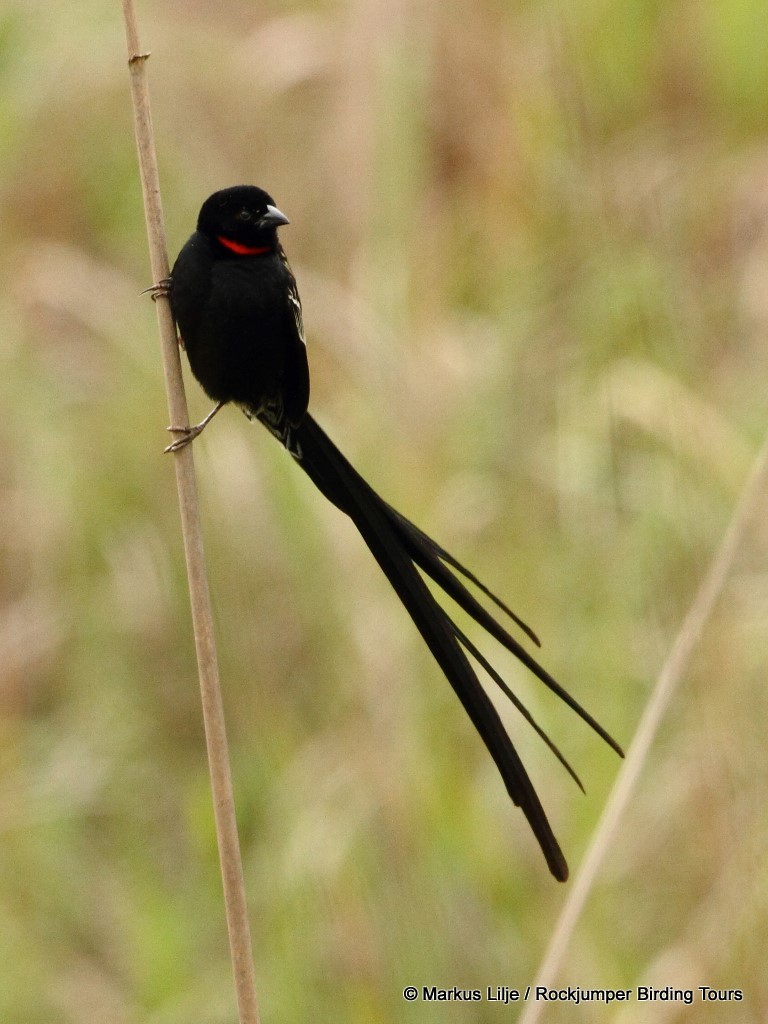 Red-collared Widowbird - ML206161701